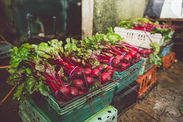 Beetroot ready to go to the shop