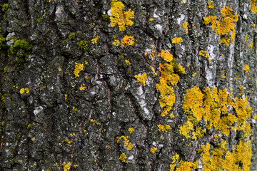 Tree bark with yellow moss close up.