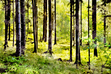 Obraz premium forest