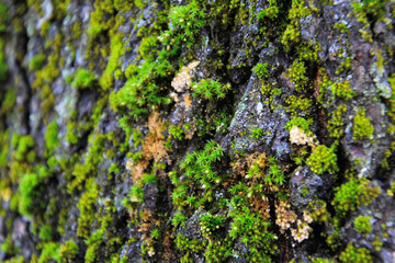 Tree bark with green moss close up.