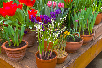 Beautiful bright multi-colored flowers