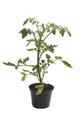 pianta in vaso giallo di verdura innestata la pomodoro
