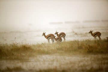 Thomson's Gazelles facing heavy rainfall, Masai Mara