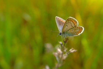 variety of butterfly in spring