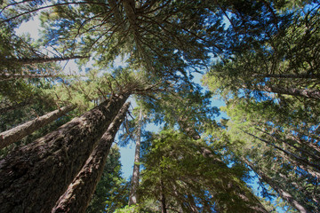 Mt. Elinor Olympic Mountains