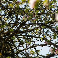 A blacktit sits concealed between a tree's branches