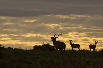 kudu herd at sun set