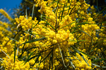 Blossoming of mimosa tree (Acacia pycnantha,  golden wattle) close up in spring, bright yellow...