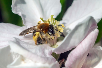 Eine Biene auf einer Pflanze