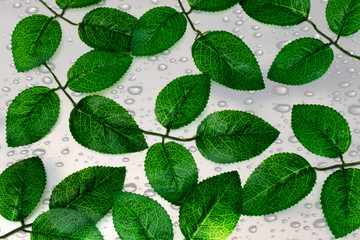 green leaves background
