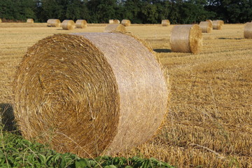 Balle di fieno in campagna in una giornata estiva