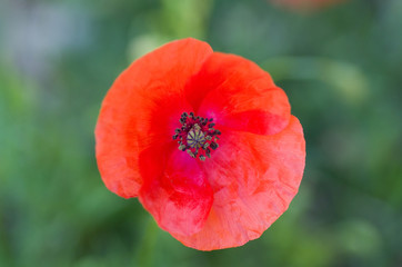 Fototapeta premium Coquelicot