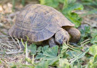 Tortue terrestre