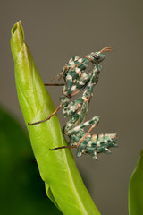 Thistle Mantis (Blepharopsis mendica) nymph