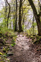 Wanderweg im Thüringer Wald