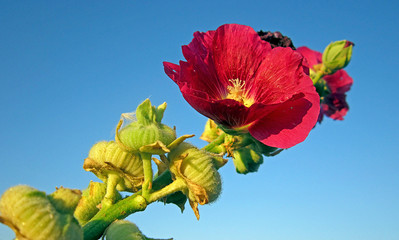 red mallow flower in a blue sky