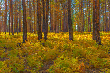 autumn in the forest