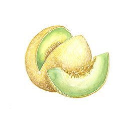 watercolor illustration of a melon on a white background