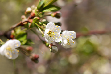 Obraz premium The blossoming cherry branch in a spring garden on blur with a pesty bright background horizontally. Flower vegetable background horizontally. Rosaceae family. Prunus.Cerasus. Copy space 