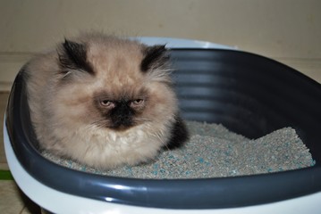 itty bitty Himalayan kitten looking angrily into the distance while lying in the litterbox