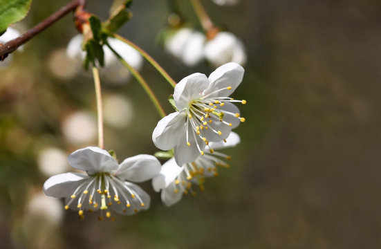 The blossoming cherry branch in a spring garden on blur with a pesty bright background horizontally.  Flower vegetable background horizontally. Rosaceae family. Prunus.Cerasus. Copy space 