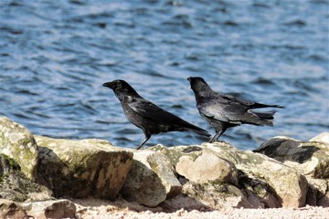 corbeaux raven
