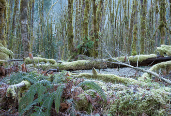 Olympoic forest thicket