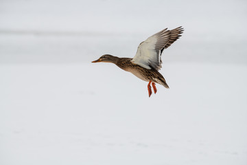 Wild duck mallard white snow winter eating nature life