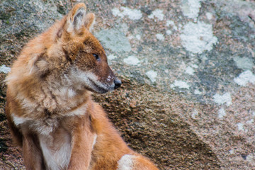 Asian wild dog looking over shoulder. Sitting by a rock.