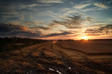 Sunset in rice field