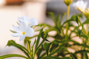 Fototapeta premium White color flower, evening on the terrace garden 