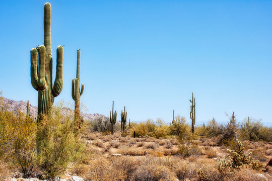 saguaro cactus in arizona © Mike