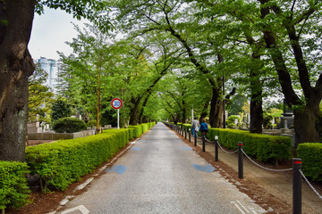 Strolling through the corners of the city, Tokyo