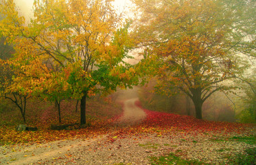 Misty forest