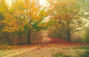 Misty forest