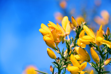 Blue sky and gorse