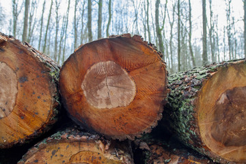 Cut down tree trunks on a pile in a forest, ready for transportation