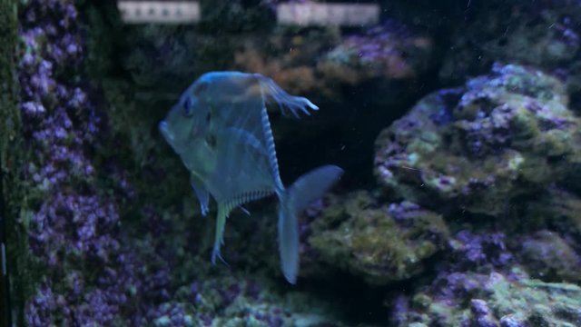 silver Moonfish, Lookdown Selene vomer swimming in blue water