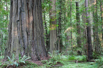 Fototapeta premium Pacific Northwest Photography