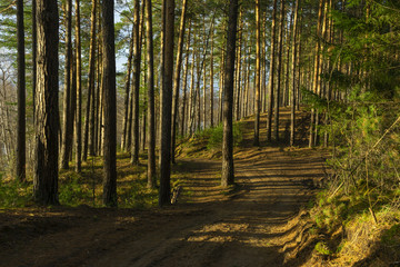 Obraz premium Crooked road in a pine forest on a clear Sunny day
