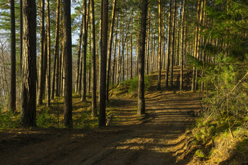Crooked road in a pine forest on a clear Sunny day