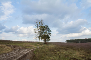 Trees in a field by a dirtroad, with clouds in a blue sky 
