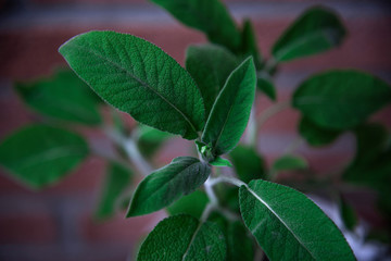 foglie di salvia