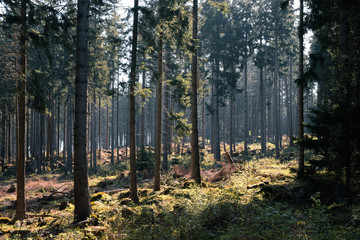 Light and shadow in German inconiferous forest