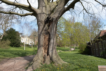 huge and very old tree in the park