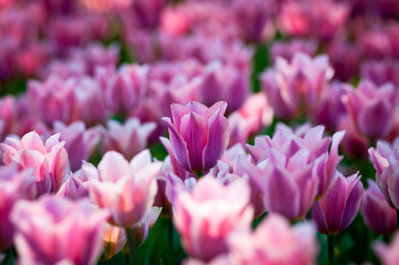Obraz na płótnie Canvas Тюльпаны tulips