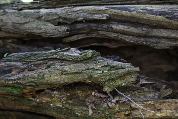 Wood grain texture - Background  