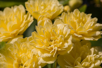 Spring flowers. Spring background. Beautiful full frame of yellow chrysanthemum flowers