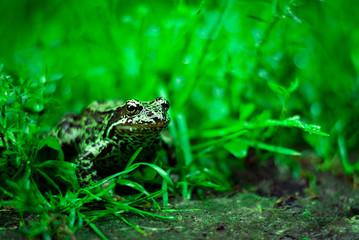 frog in the grass