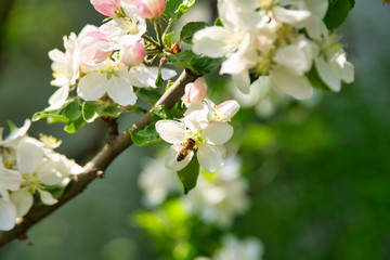 Blüten mit Biene